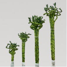 Curly Bamboo 弯竹 40cm / 60cm / 80cm / 100cm (10 stems/Bundle)