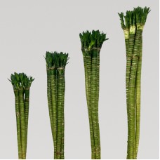 Dragon Bamboo 龙头竹 -  (5 Stems/Bundle)