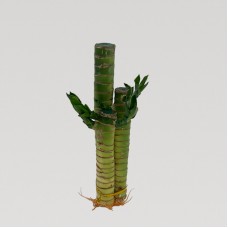 Mini Dragon Bamboo 3s 水培步步高