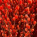 Dye Color Pussy Willow Single 银柳 6FT (Imported) - Orange (10 Stems)