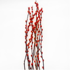 Dye Color Pussy Willow Single 银柳 6FT (Imported) - Orange (10 Stems)