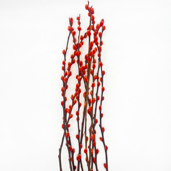 Dye Color Pussy Willow Single 银柳 6FT (Imported) - Orange (10 Stems)