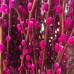 Dye Color Pussy Willow Single 银柳 6FT (Imported) - Hot Pink (10 Stems)