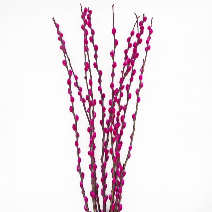 Dye Color Pussy Willow Single 银柳 6FT (Imported) - Hot Pink (10 Stems)