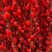 Dye Color Pussy Willow Single 银柳 6FT (Imported) - Red (10 Stems)