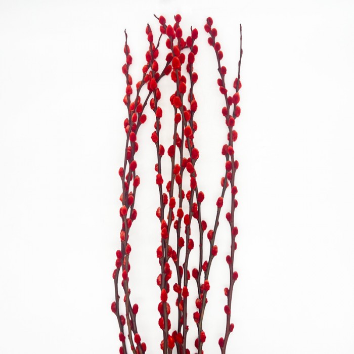 Dye Color Pussy Willow Single 银柳 6FT (Imported) - Red (10 Stems)