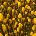 Dye Color Pussy Willow Single 银柳 6FT (Imported) - Yellow (10 Stems) Dye Color Pussy Willow Single 银柳 6FT (Imported) - Yellow (10 Stems)