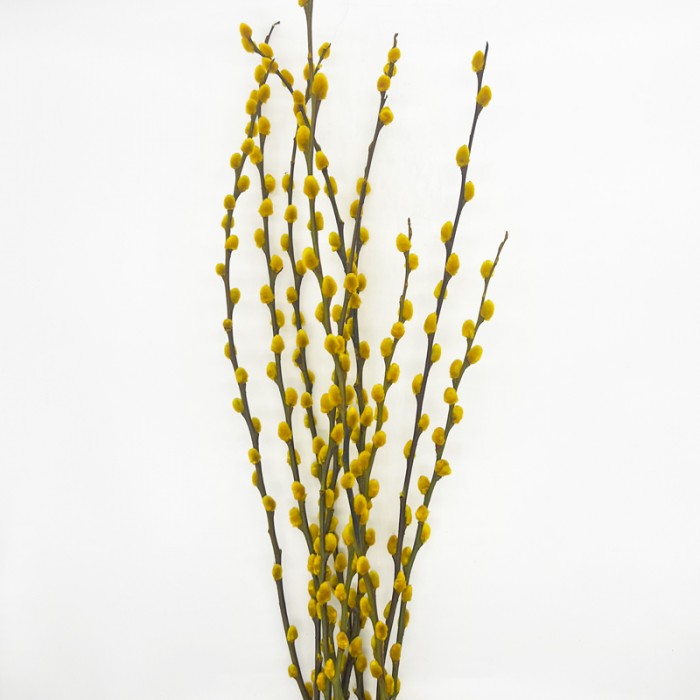 Dye Color Pussy Willow Single 银柳 6FT (Imported) - Yellow (10 Stems) Dye Color Pussy Willow Single 银柳 6FT (Imported) - Yellow (10 Stems)